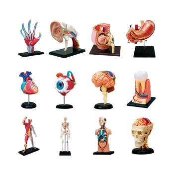 Медицински Модел на човешкото Тяло, с Гърди, Подвижни Части, Модел образователни Органи, за Обучение на ученици от Учебния клас (Модел на мускулите),